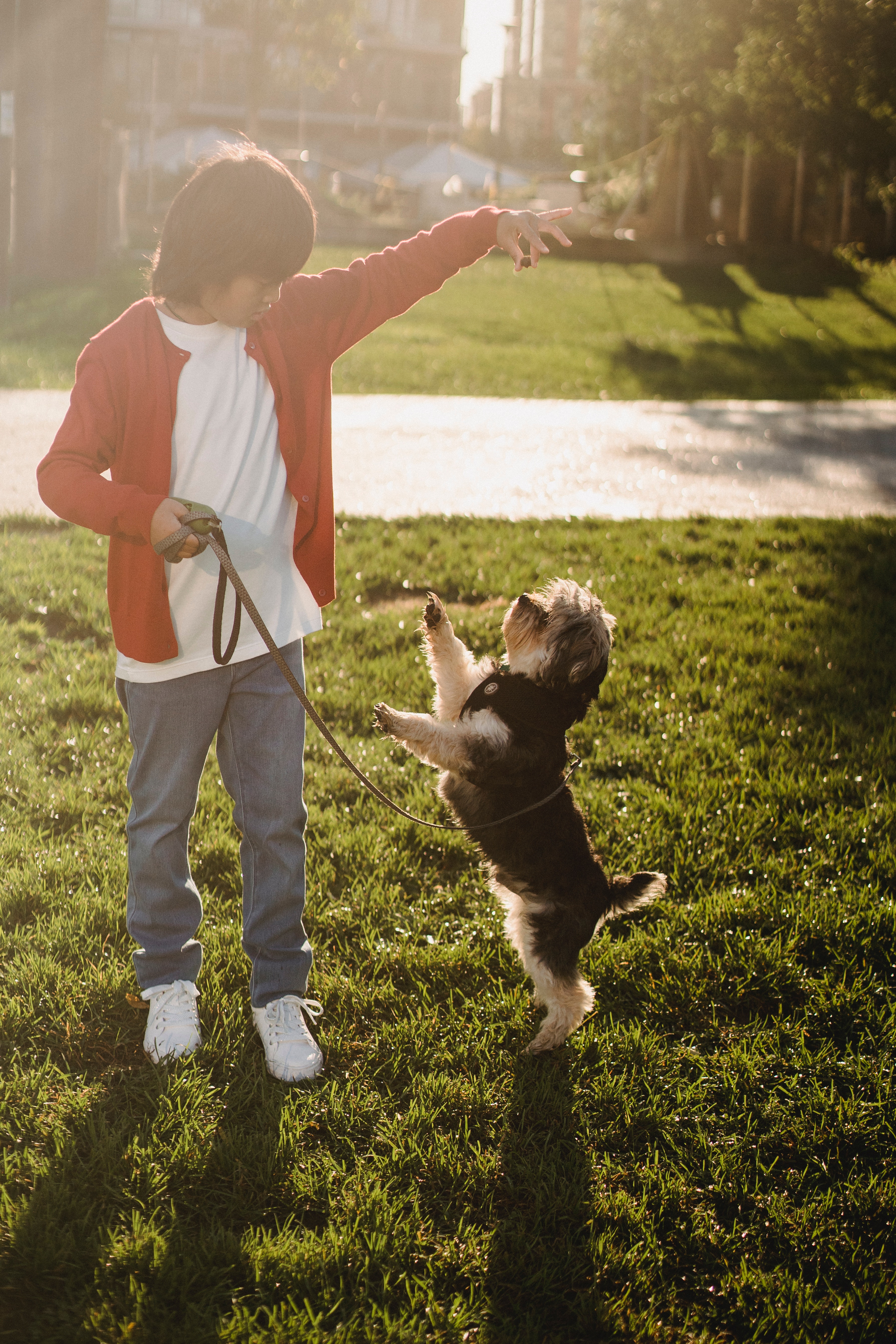Training Dog