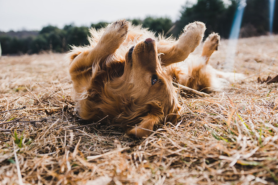 Dog Tick Removal