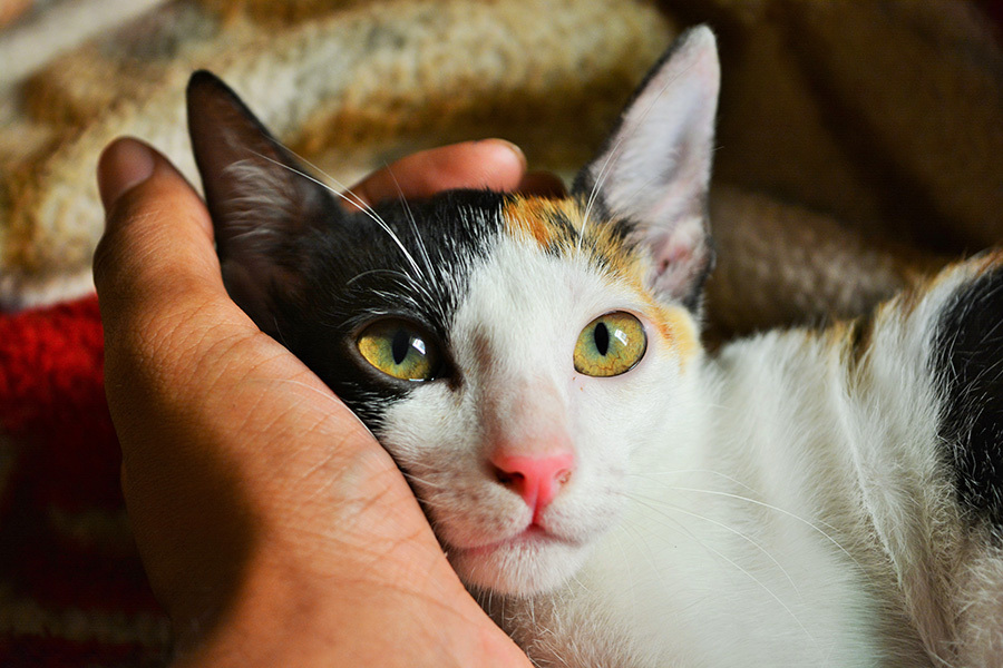 Spayed Care