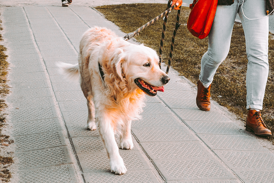 Optimum M5 - Lead training your dog
