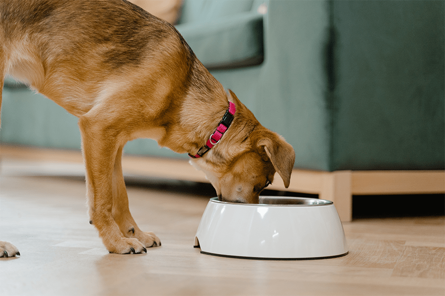 Optimum M5- Switching from puppy to adult dog food