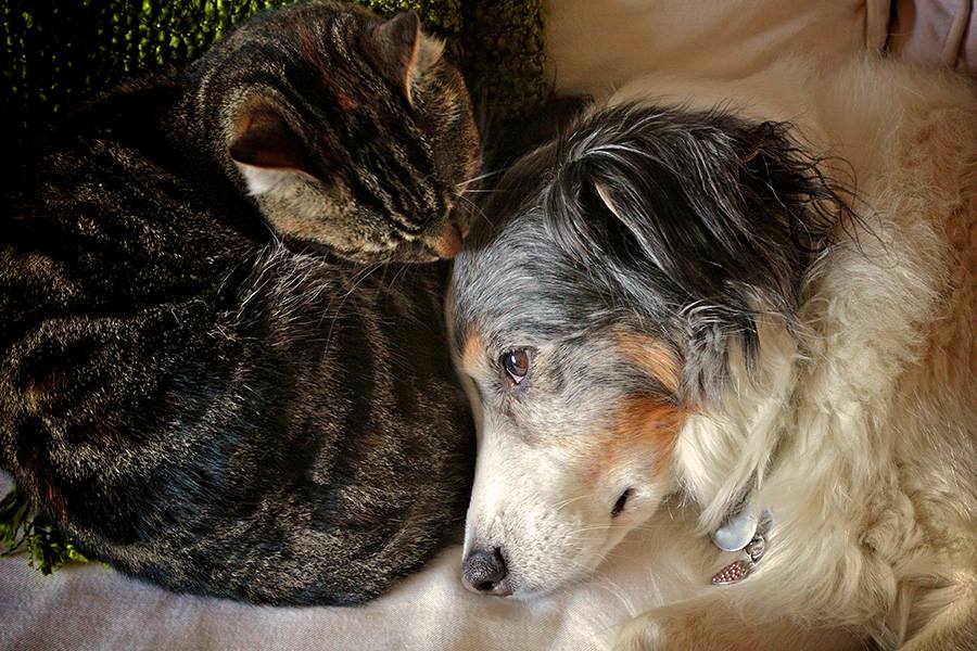 cat and doog sleeping
