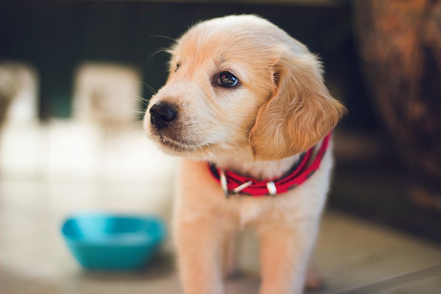 puppy dog