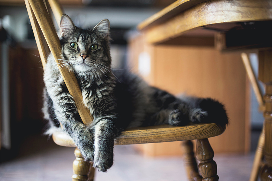 Optimum M6 image - Moving house with pets - 900x600