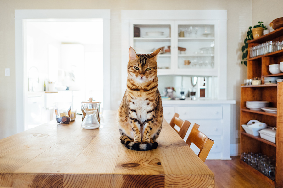 Optimum M6 image - What is in cat food - 900x600