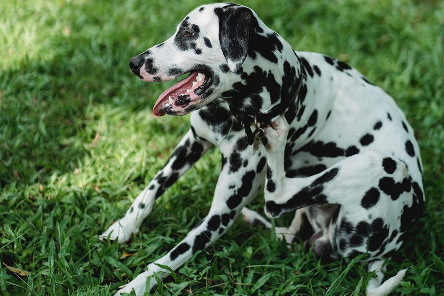 Optimum M6 image - Why is my dog scratching - 900x600