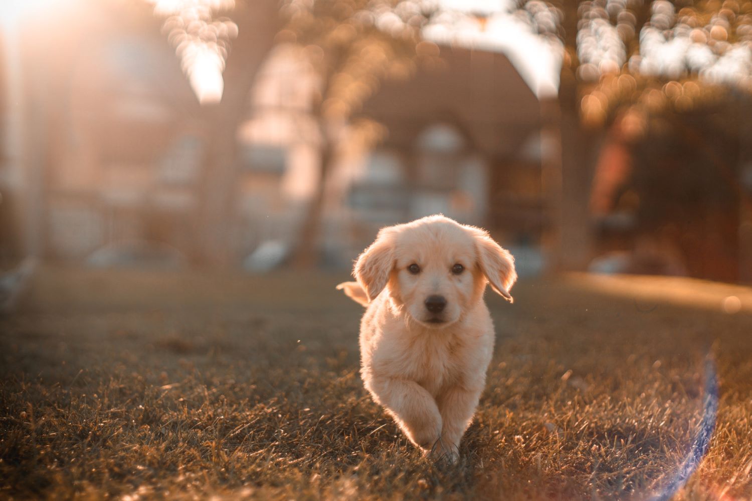 puppy dog running