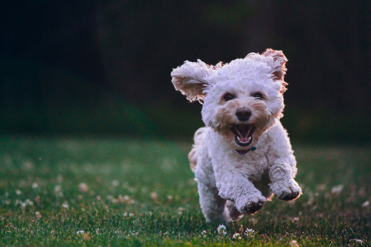 puppy running