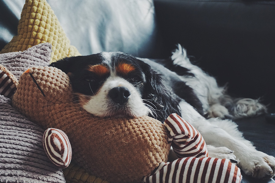 Dog desex