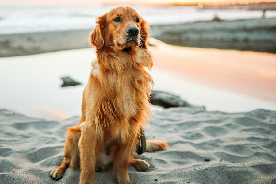 Switching dog food
