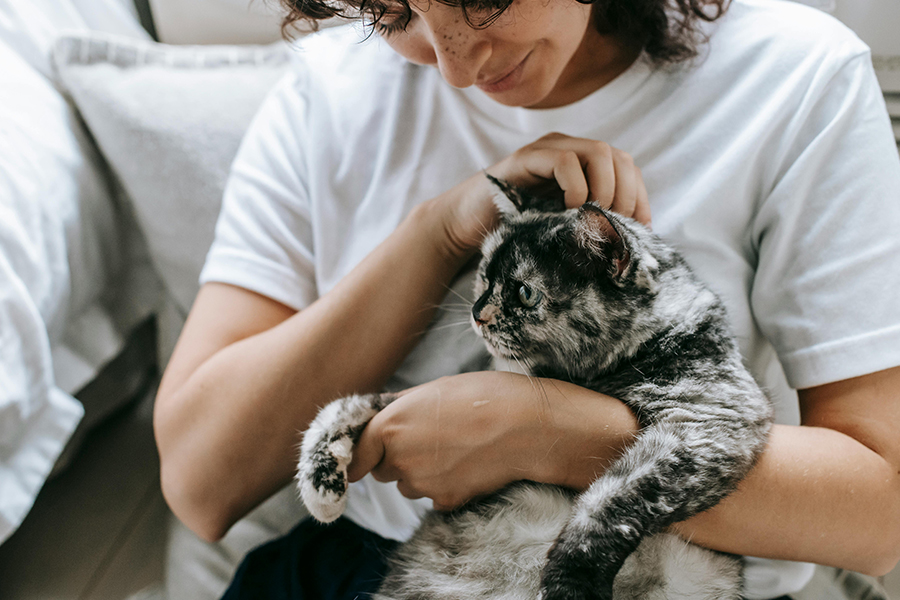 Optimum Always On Final Images - Managing your cats weight