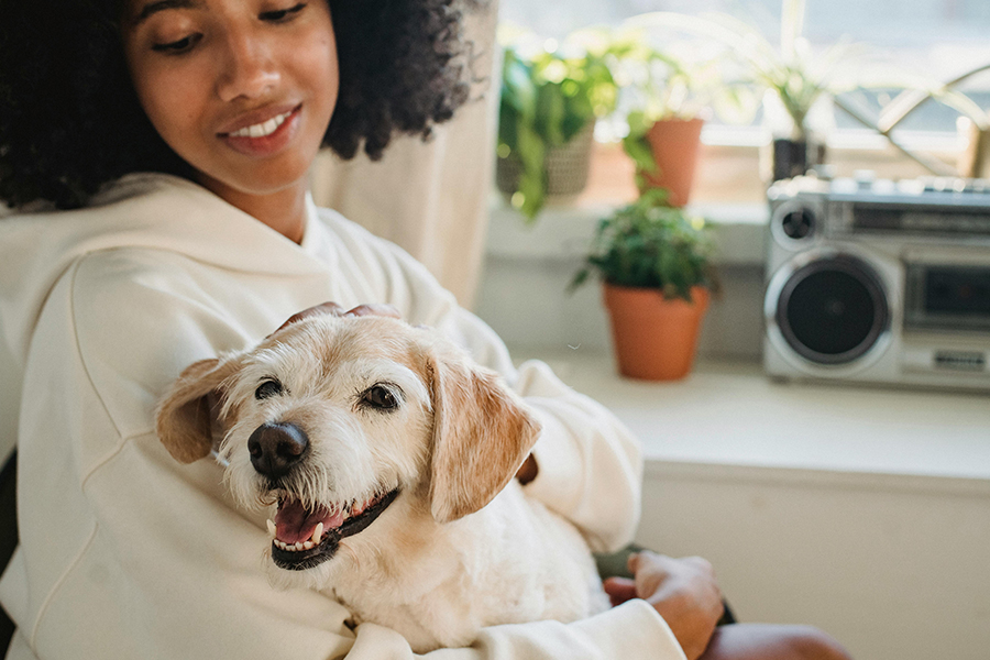 Signs of skin cancer in dogs