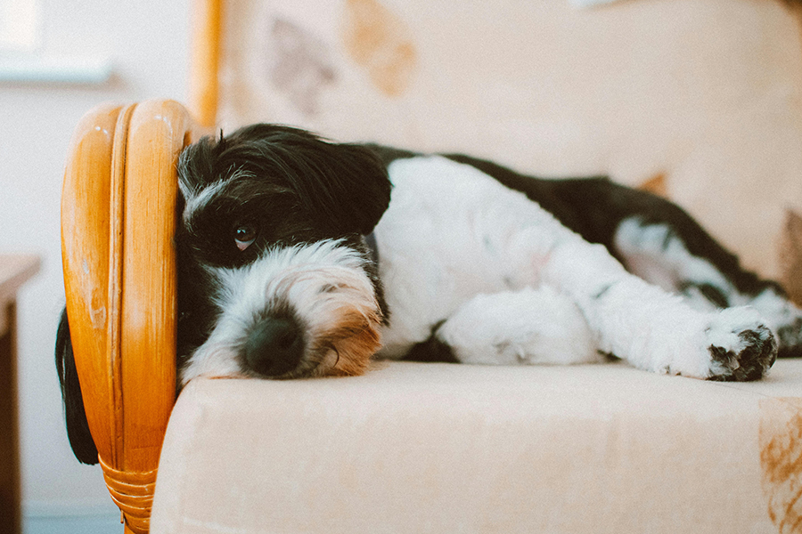 Why is my pet coughing