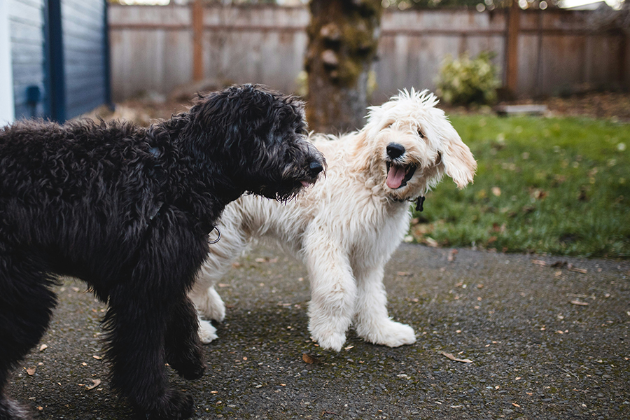 Skin Concerns In Dogs