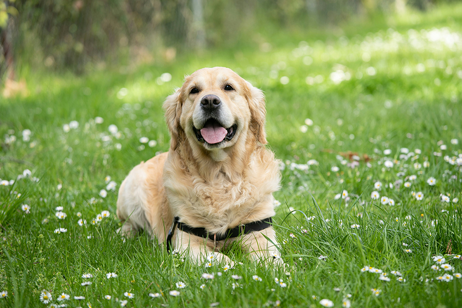 The Reasons Behind Your Dog’s Grass Eating Habits
