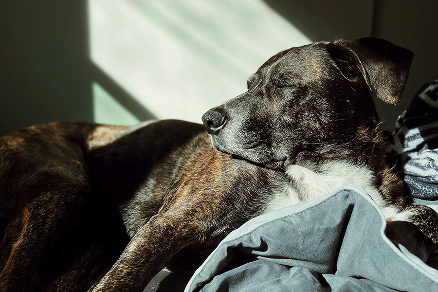 Managing Your Dog_s Arthritis