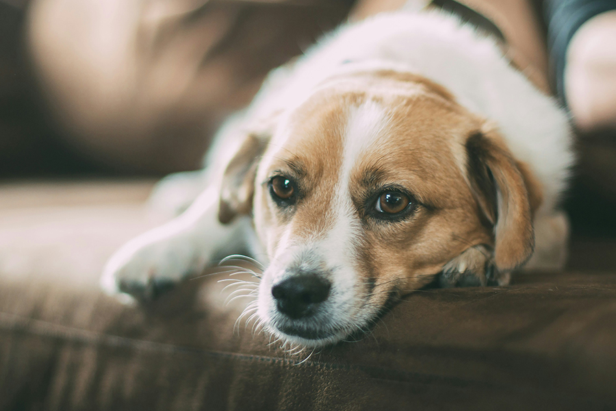 Why Are My Dog's Nails Discoloured?