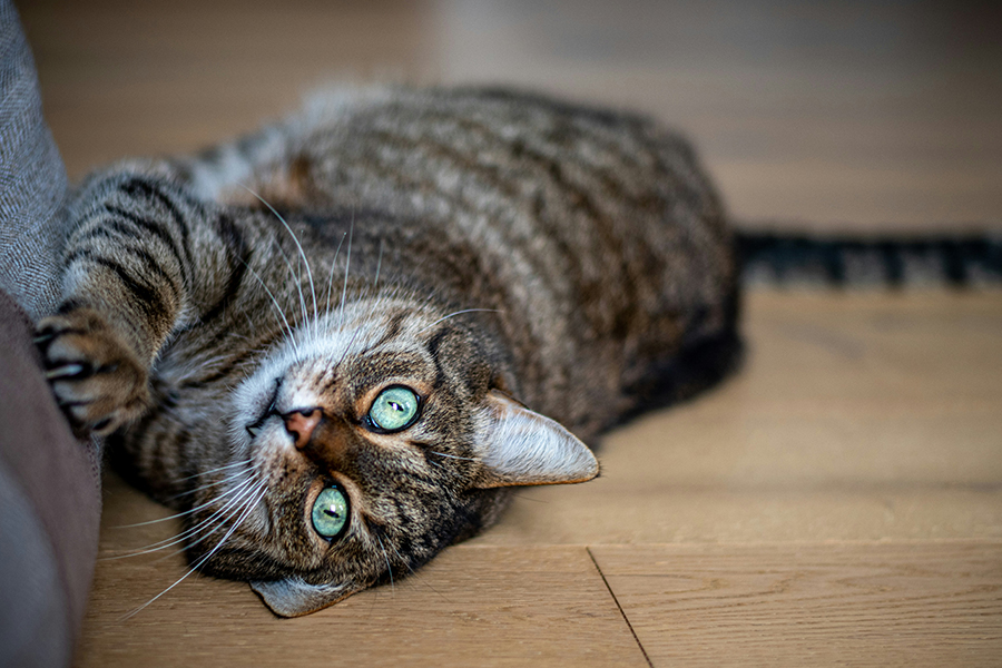 Why Your Cat Is Clawing At Things