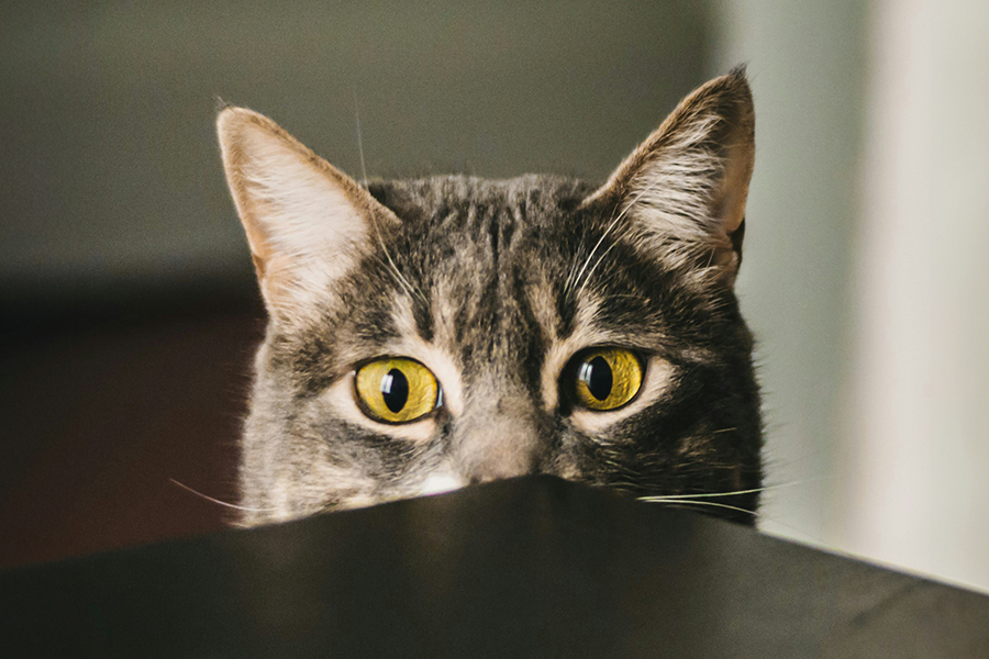 Catnip and Your Cat