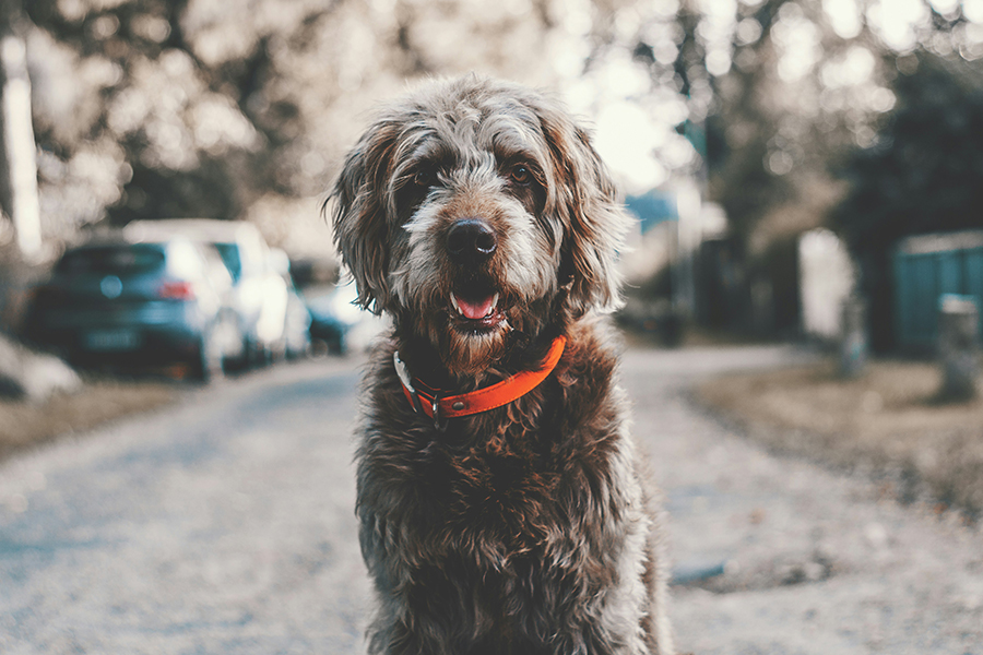 Your Dog's Eating Habits
