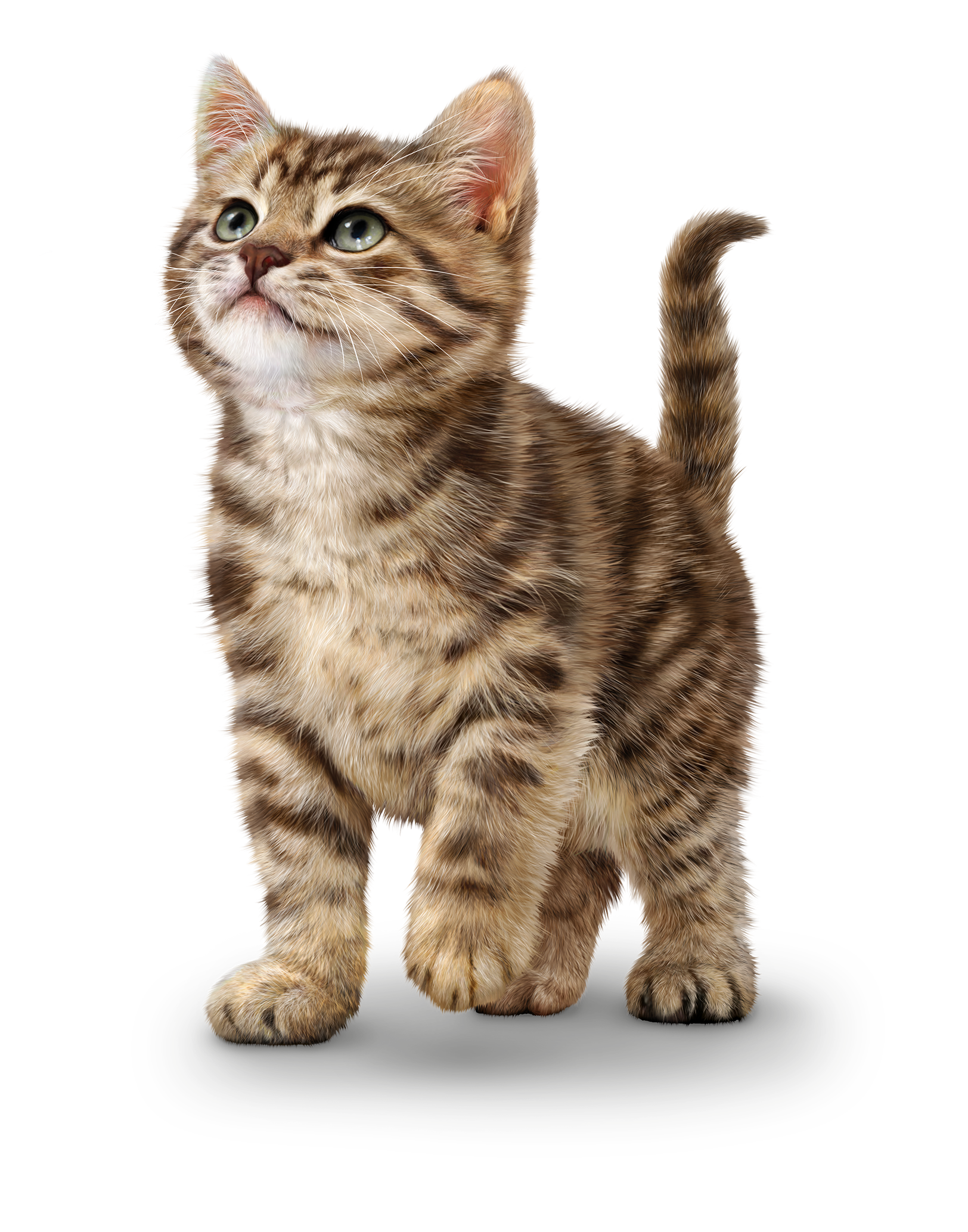 cat img