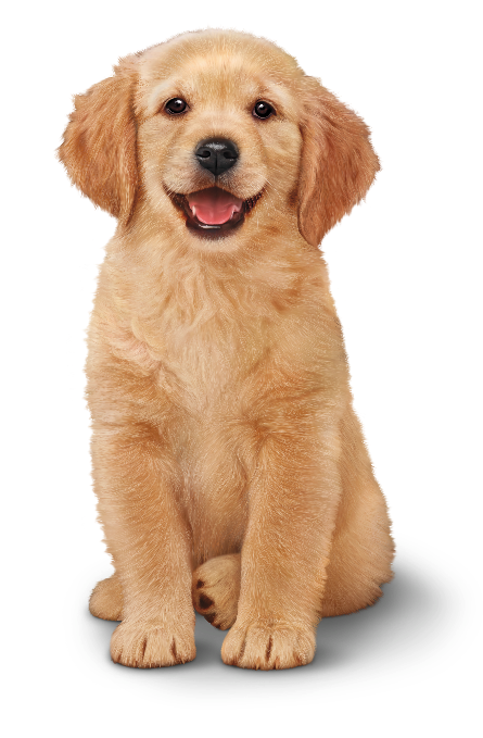 puppy img