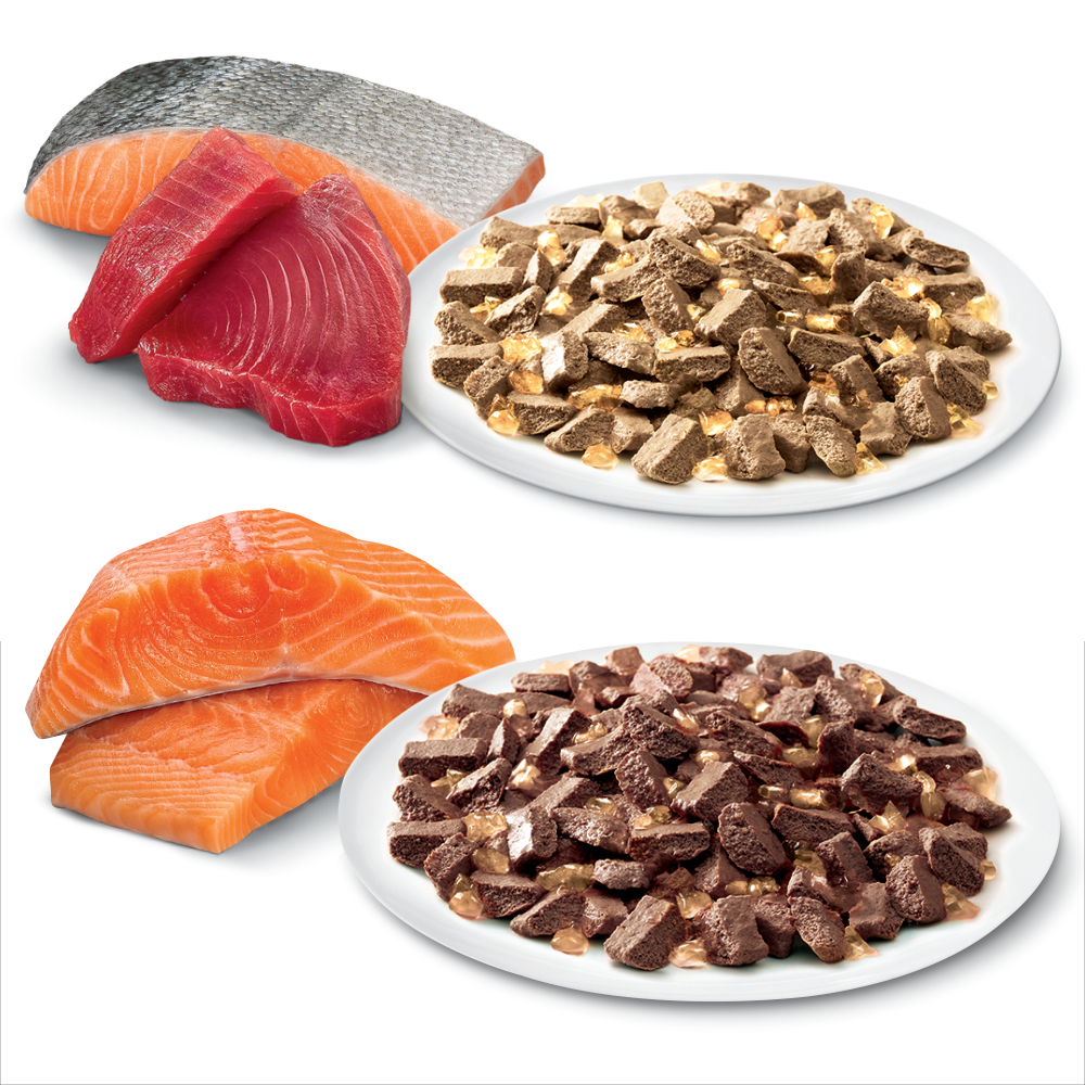 Salmon and ocean fish next to a plate of Optimum cat food.