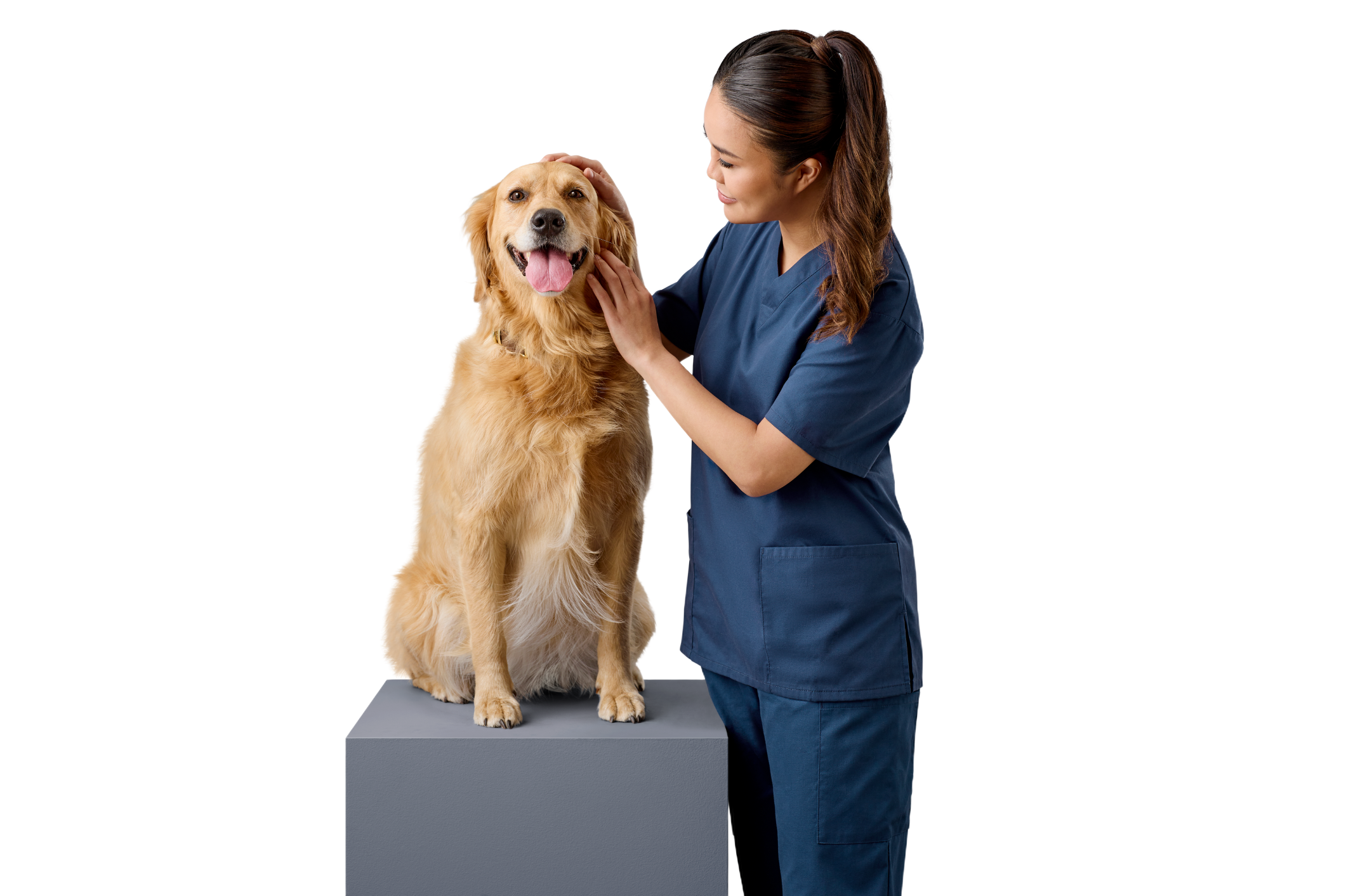 Dr Cherlene Lee patting a golden retriever dog.