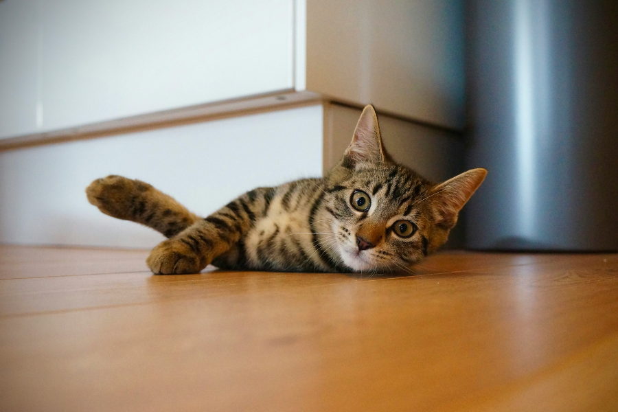 A tabby cat lying on a kitchen floor