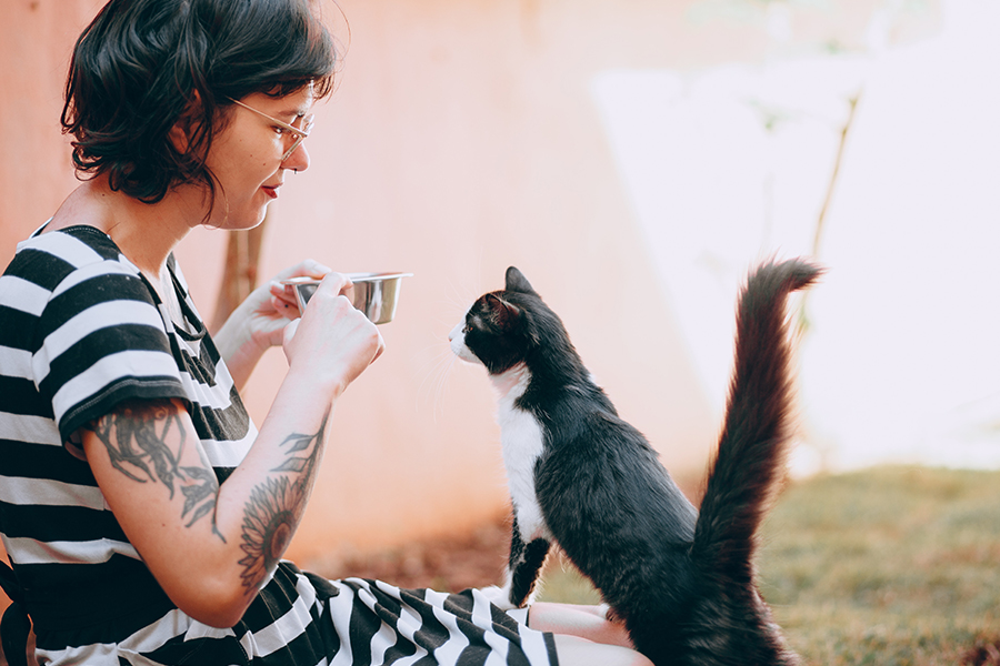 Transition kitten to adult cat food feeding guide