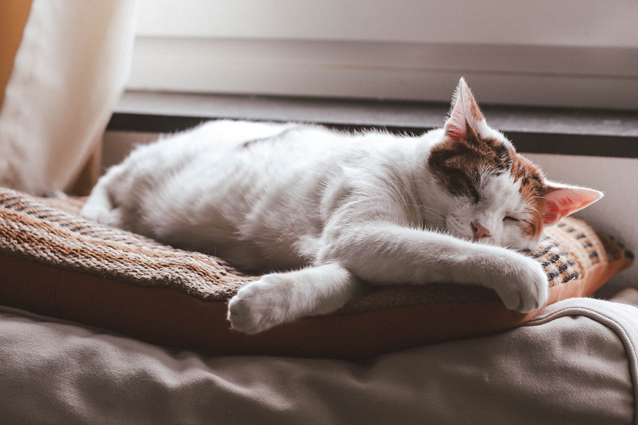 Senior cat weight loss and nutrition care