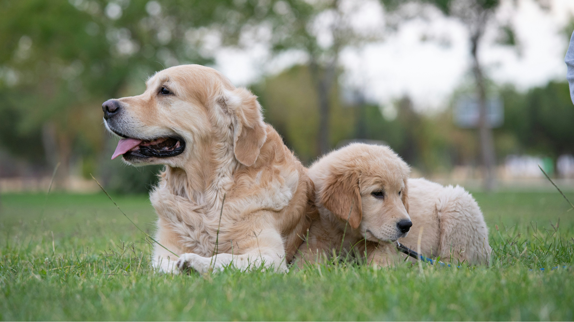 Adult and puppy golden retriever sitting on the lawn