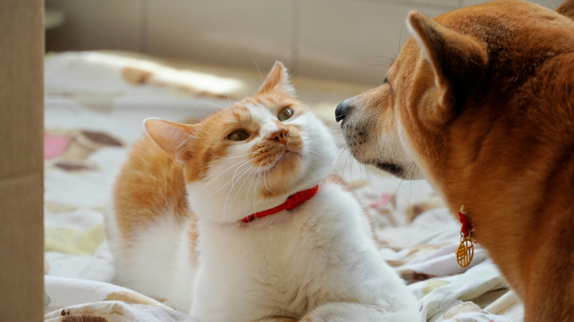 A dog and cat looking at each other