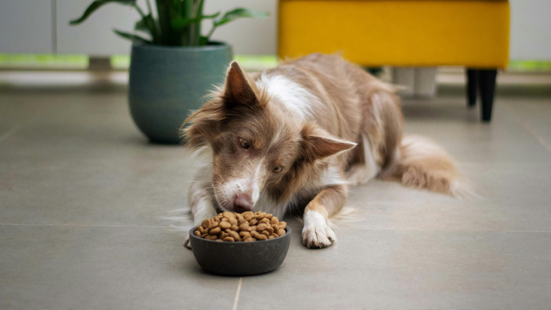 A dog eating kibble
